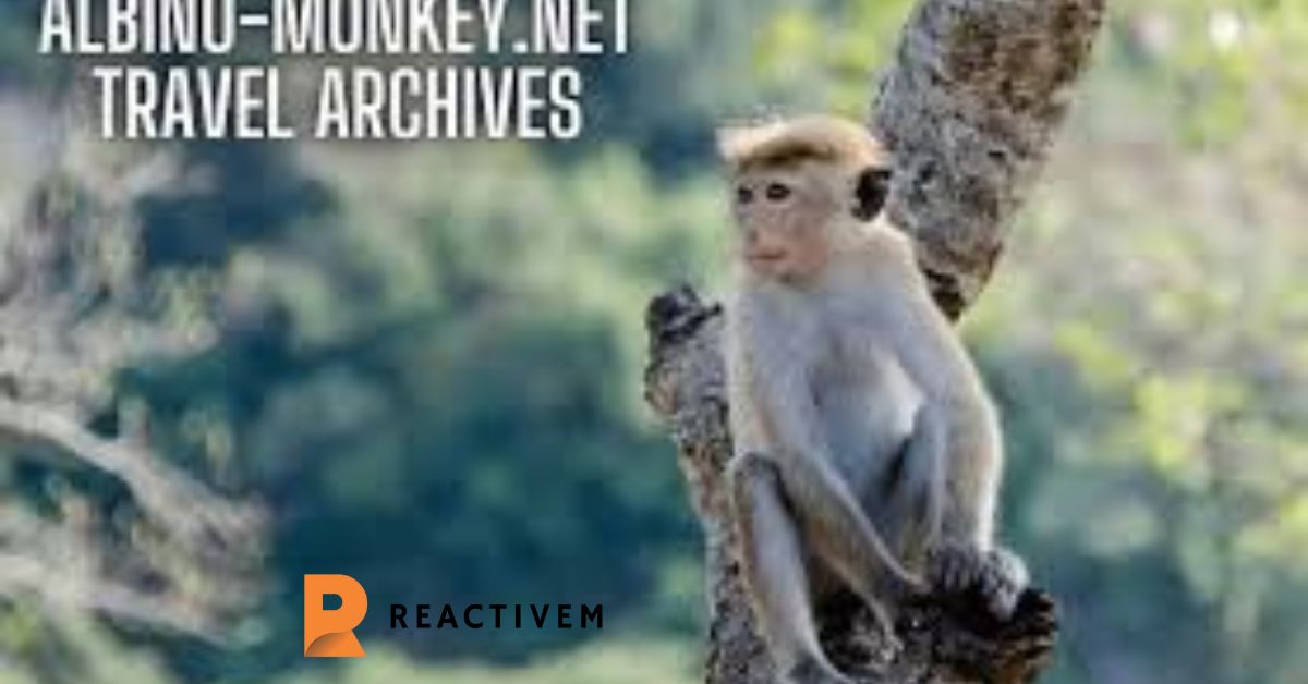 albino-monkey.net travel archives